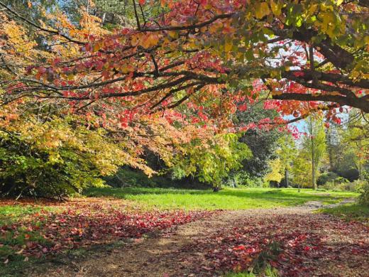 Colourful Autumn Walks in Westbourne & Bournemouth