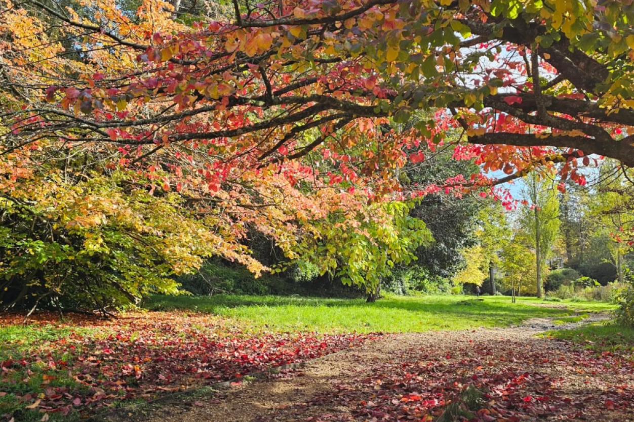 Colourful Autumn Walks in Westbourne