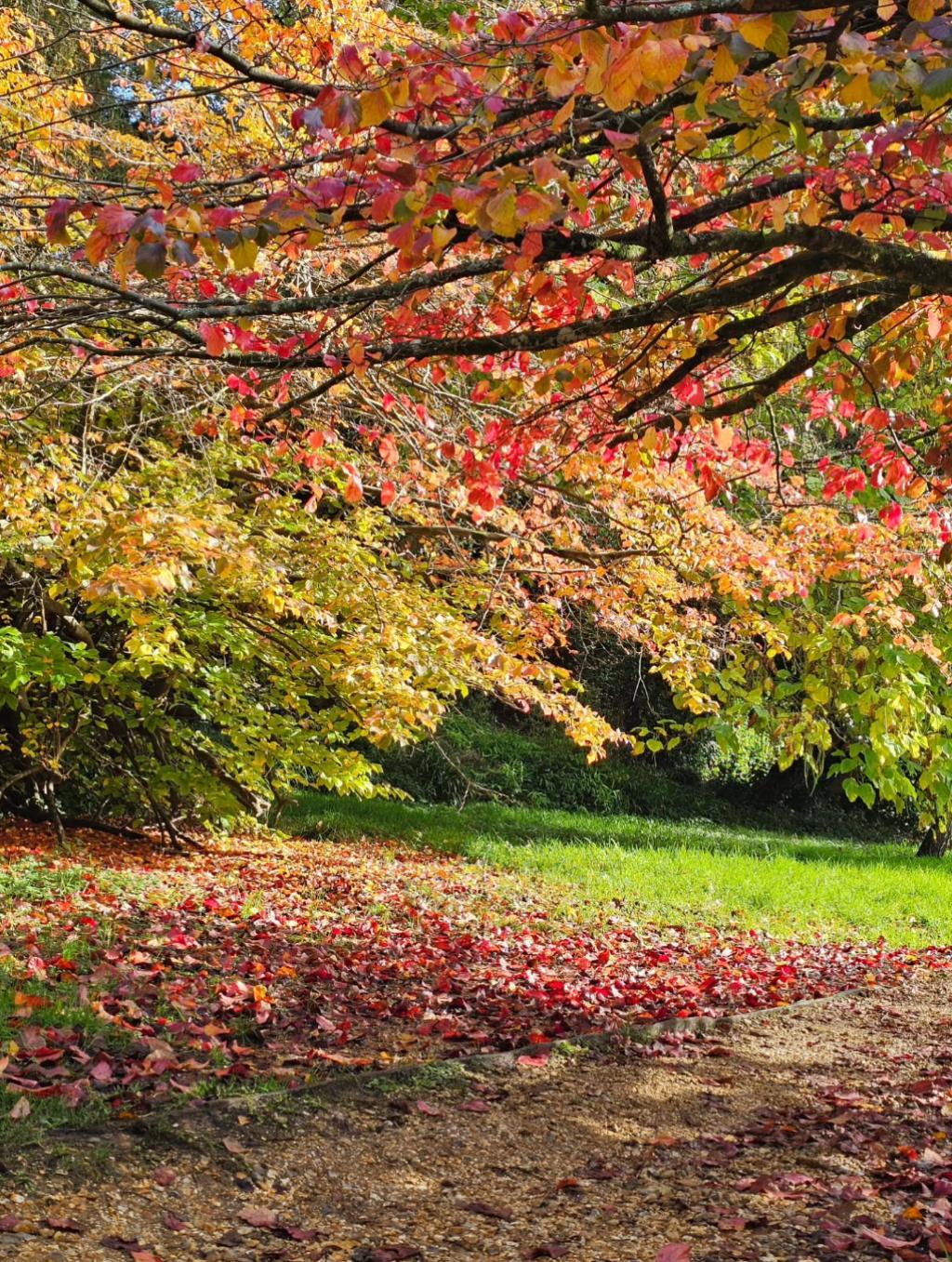 Colourful Autumn Walks in Westbourne