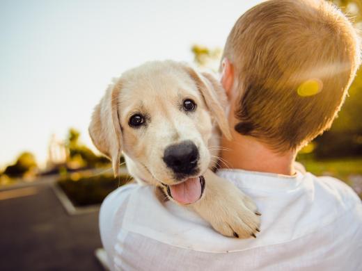 The Ultimate Dog-Friendly Guide to Dorset