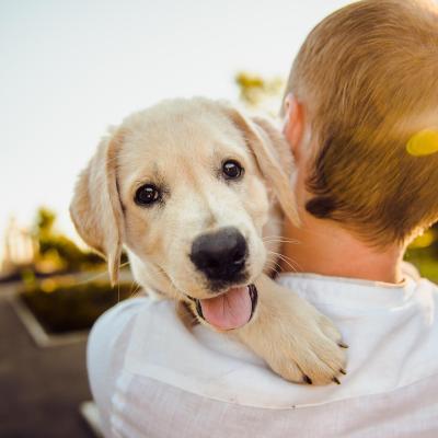 The Ultimate Dog-Friendly Guide to Dorset