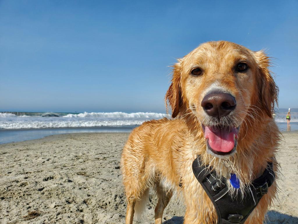 The Ultimate Dog-Friendly Guide to Dorset