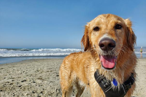 The Ultimate Dog-Friendly Guide to Dorset