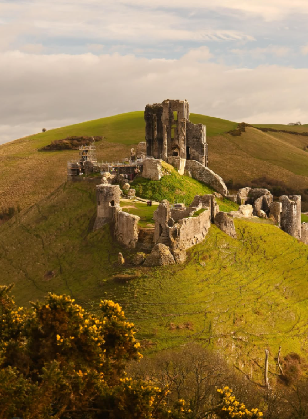 The Ultimate Dog-Friendly Guide to Dorset