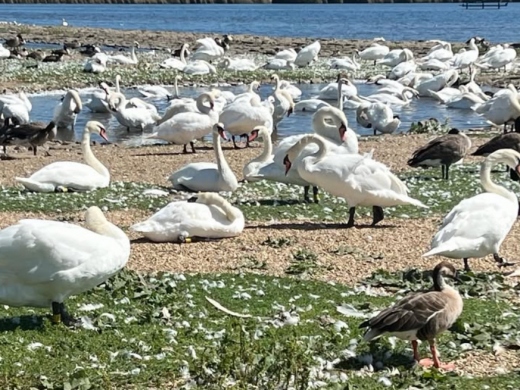 March Activities in Dorset