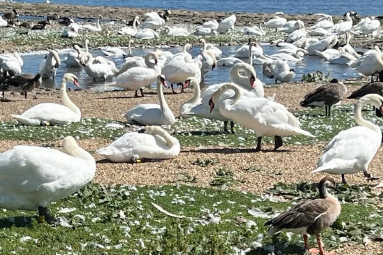 March Activities in Dorset