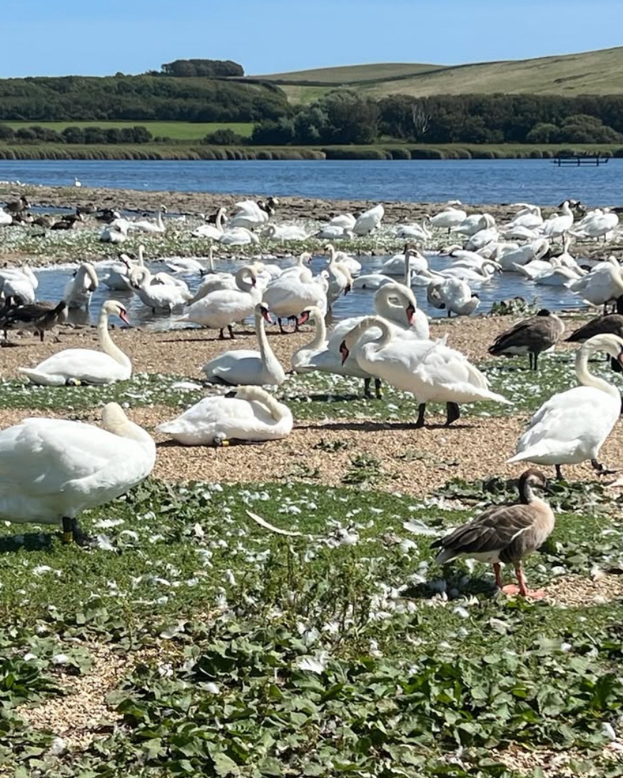 March Activities in Dorset