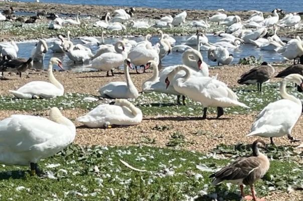 March Activities in Dorset