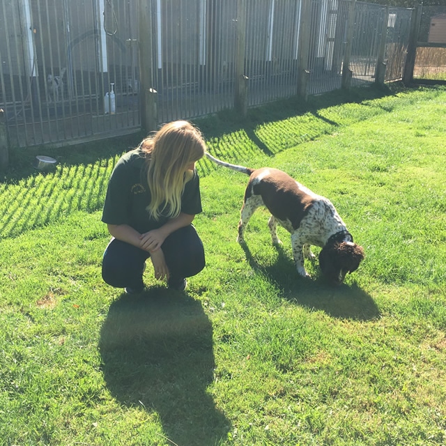 Country Kennels Dorset