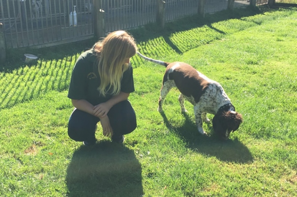 Country Kennels Dorset