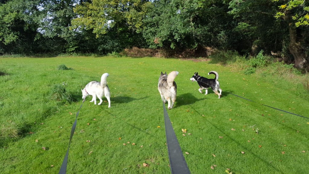 Country Kennels Dorset