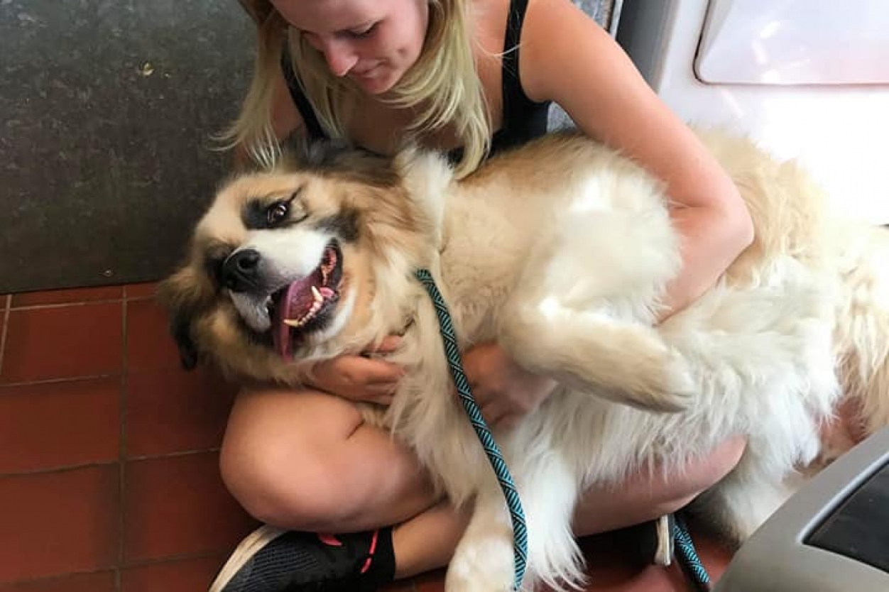 Country Kennels Dorset