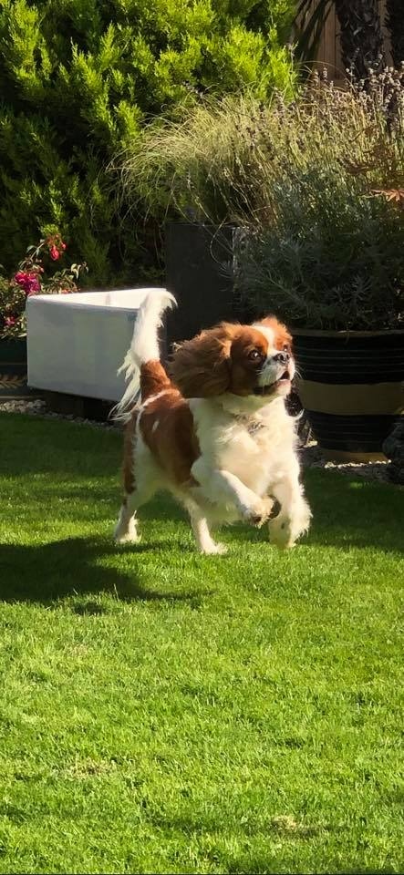 Country Kennels Dorset