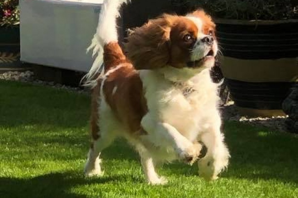 Country Kennels Dorset