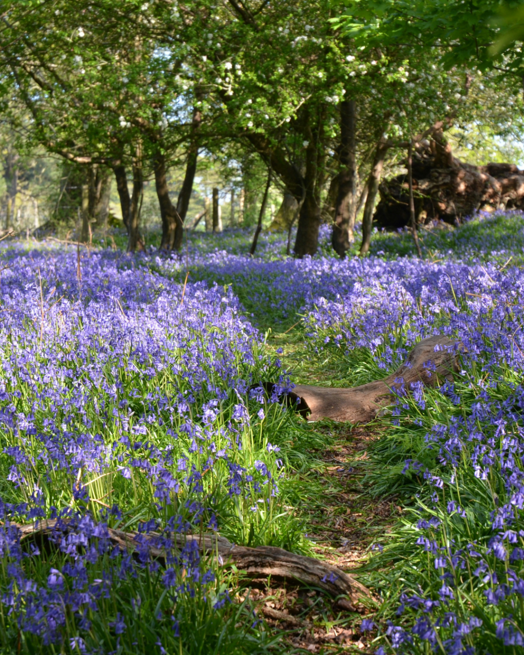 Things to Do in Bournemouth for University Students: 10 Ideas Beyond the Usual Night Out