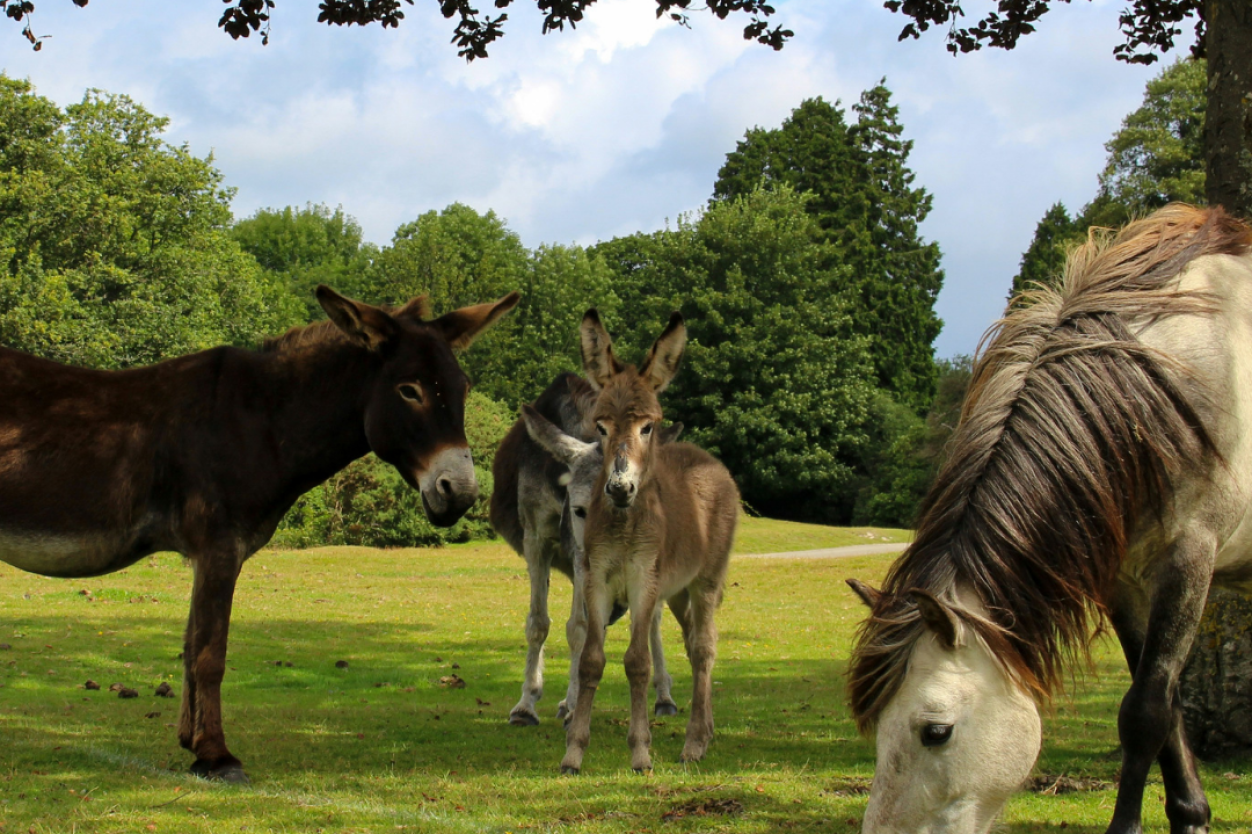 Things to Do in Bournemouth for University Students: 10 Ideas Beyond the Usual Night Out