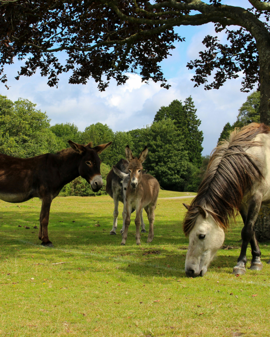 Things to Do in Bournemouth for University Students: 10 Ideas Beyond the Usual Night Out