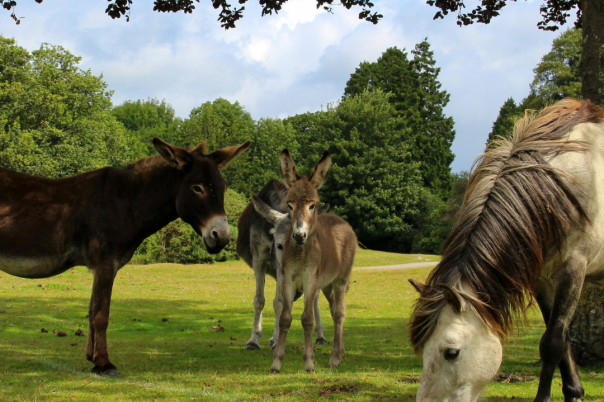 Things to Do in Bournemouth for University Students: 10 Ideas Beyond the Usual Night Out