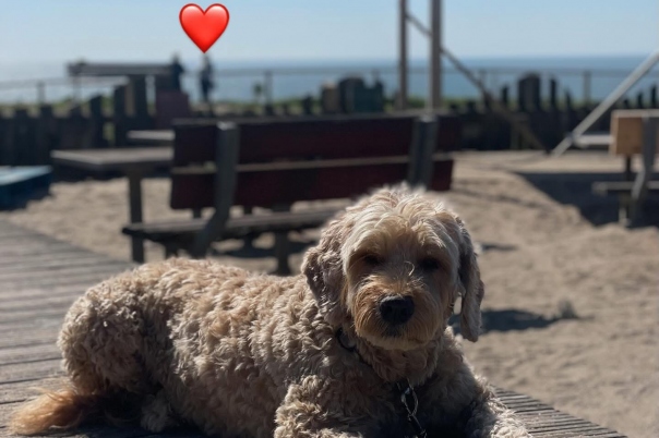 Places to Enjoy Breakfast in Southbourne