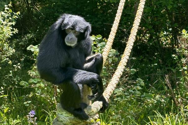 Monkey World - Dorset's Award-Winning, Primate Rescue Centre