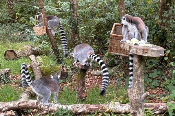 Monkey World - Dorset's Award-Winning, Primate Rescue Centre