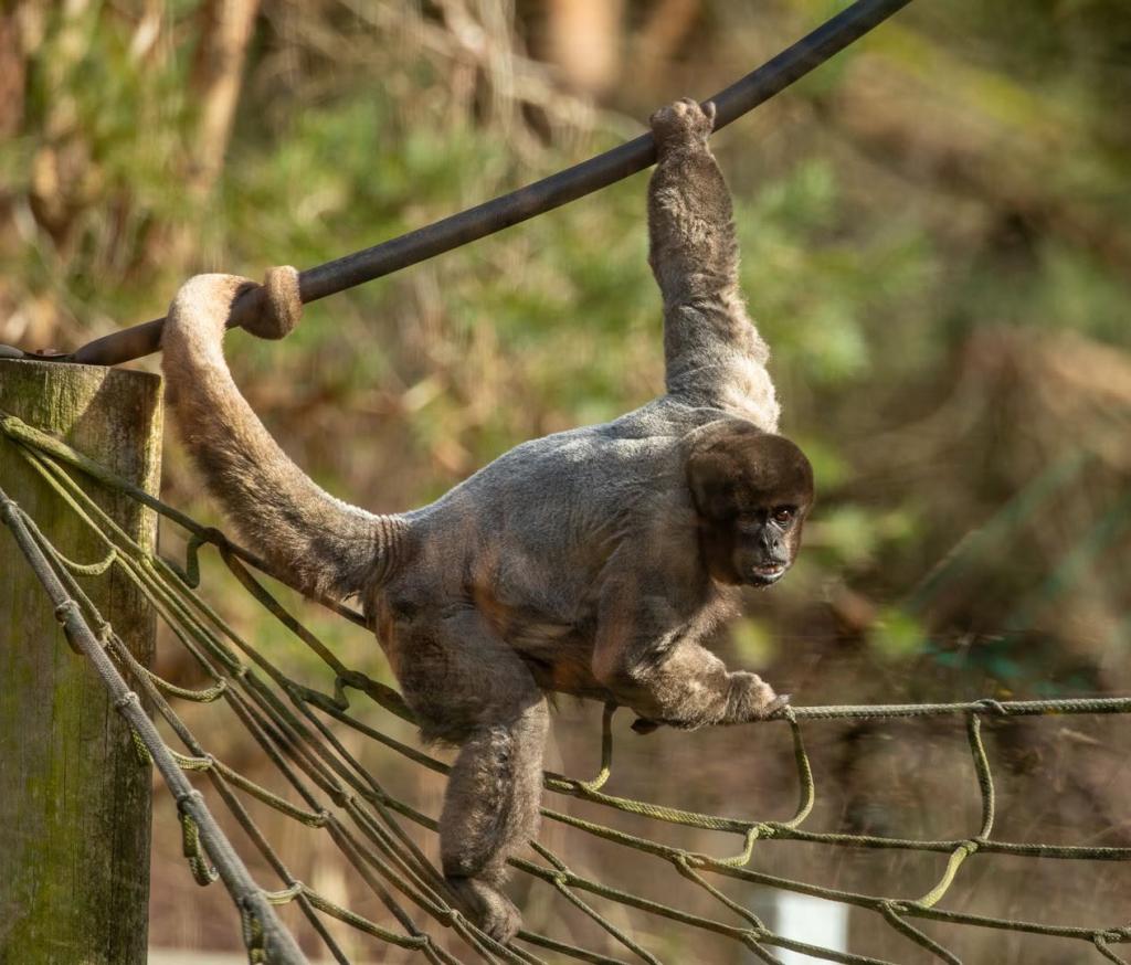 Monkey World - Dorset's Award-Winning, Primate Rescue Centre