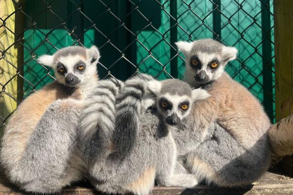 Monkey World - Dorset's Award-Winning, Primate Rescue Centre