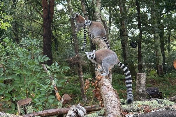 Monkey World - Dorset's Award-Winning, Primate Rescue Centre