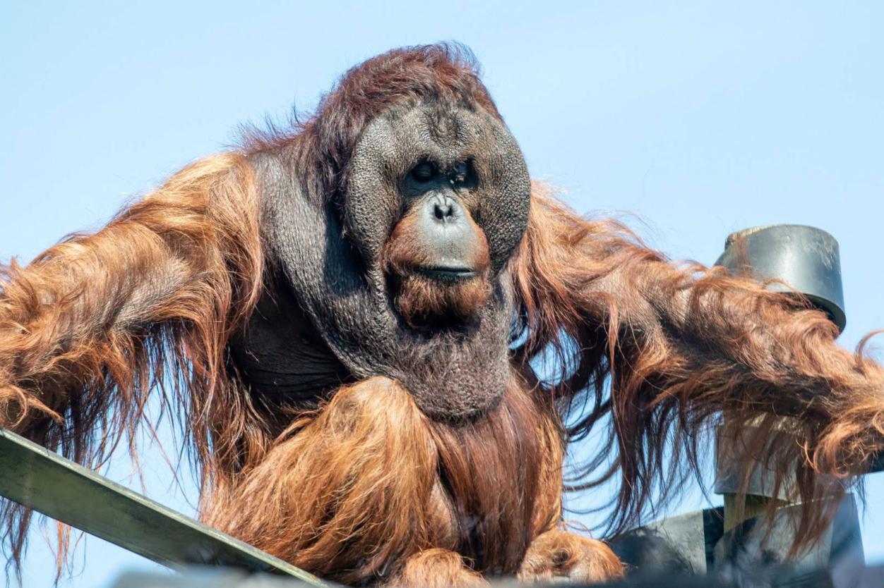 Monkey World - Dorset's Award-Winning, Primate Rescue Centre