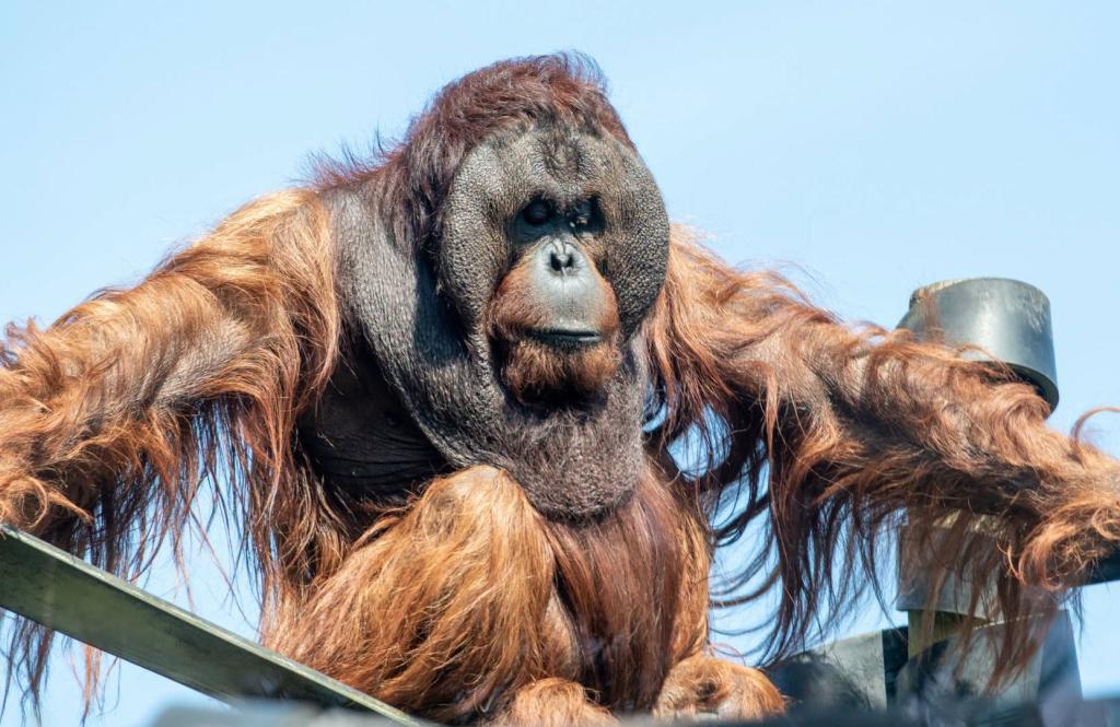 Monkey World - Dorset's Award-Winning, Primate Rescue Centre