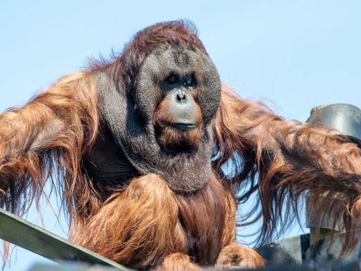 Monkey World - Dorset's Award-Winning, Primate Rescue Centre