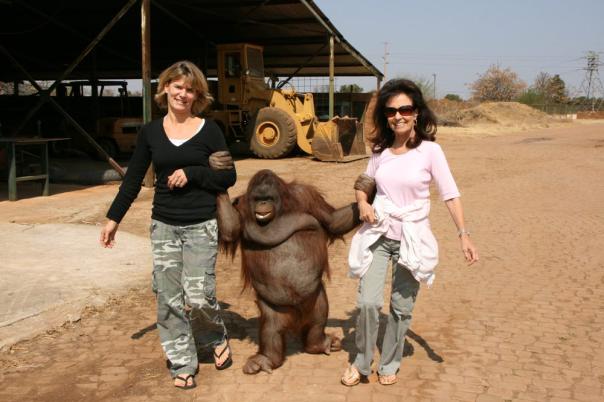 Monkey World - Dorset's Award-Winning, Primate Rescue Centre