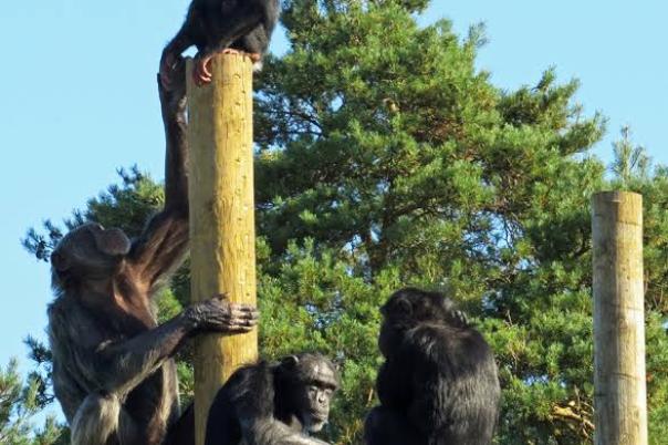 Monkey World - Dorset's Award-Winning, Primate Rescue Centre