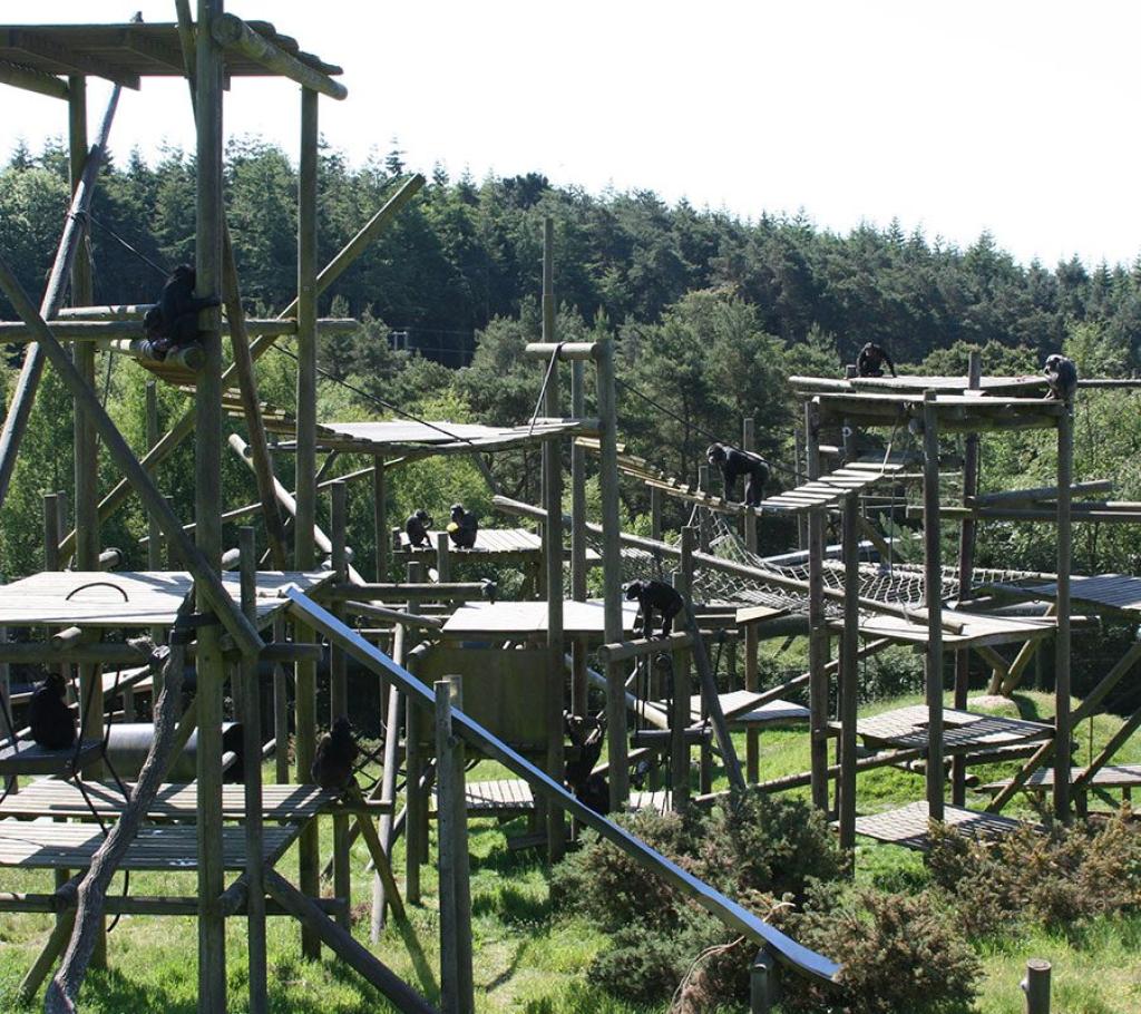 Monkey World - Dorset's Award-Winning, Primate Rescue Centre