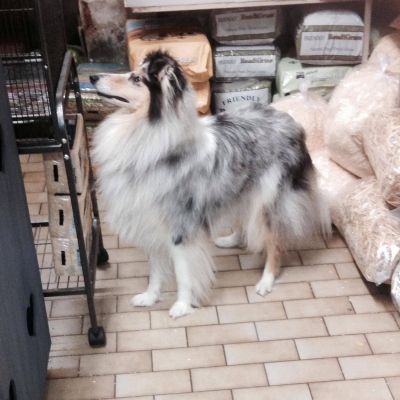 Fiveways Pets - Pet Shop in Bournemouth