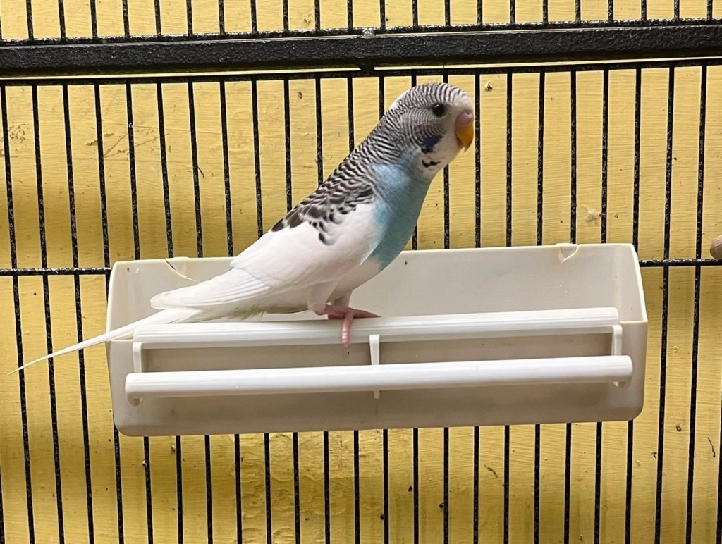 Fiveways Pets - Pet Shop in Bournemouth