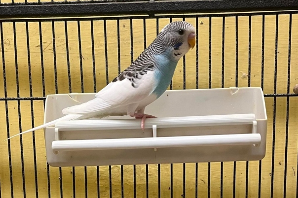Fiveways Pets - Pet Shop in Bournemouth