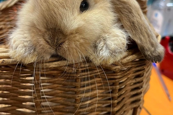 Fiveways Pets - Pet Shop in Bournemouth
