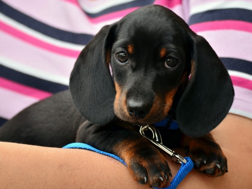 Compare Dog & Cat Kennels in Dorset