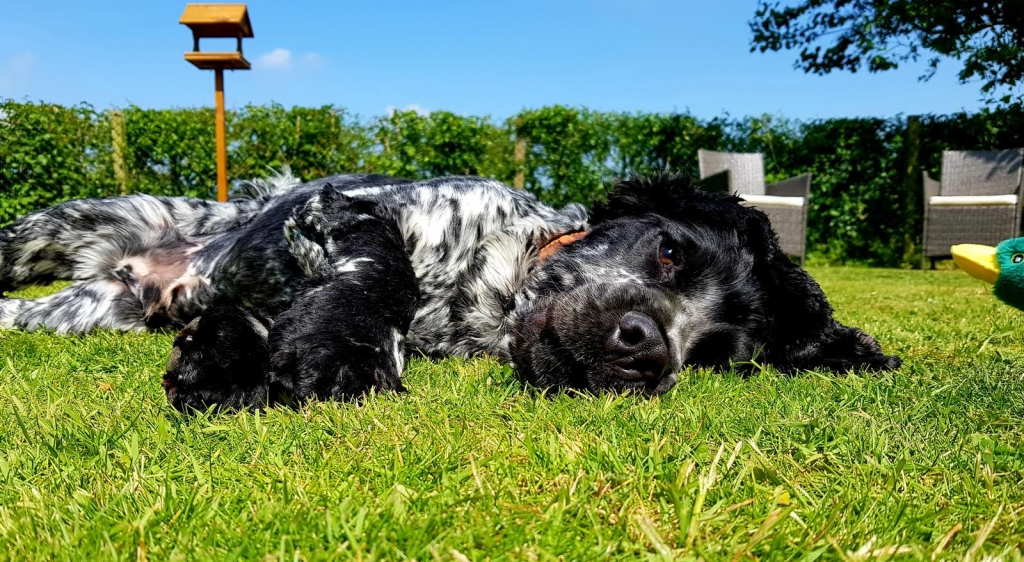 Walking Buddies - Dog Walking & Sitting Service