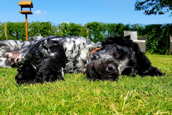 Walking Buddies - Dog Walking & Sitting Service