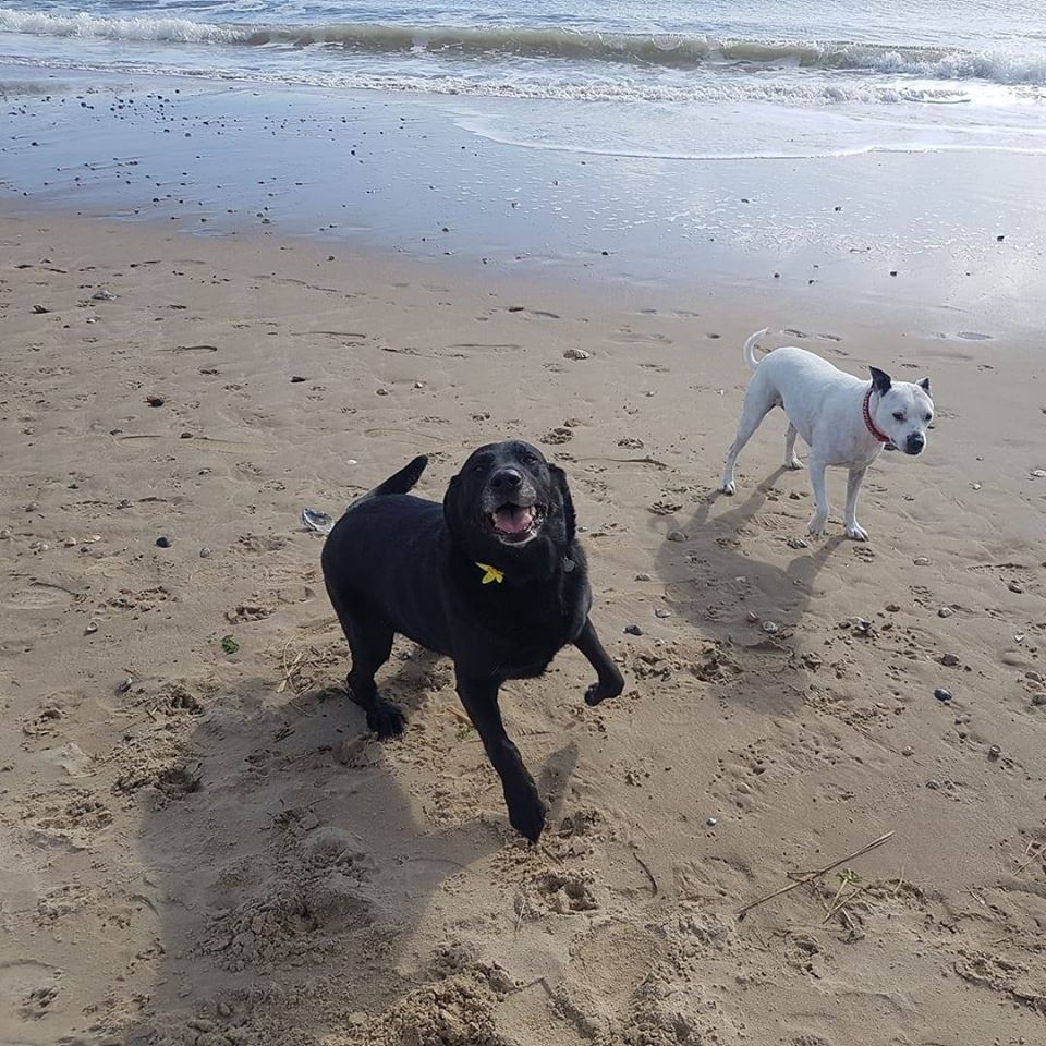 Walking Buddies - Dog Walking & Sitting Service