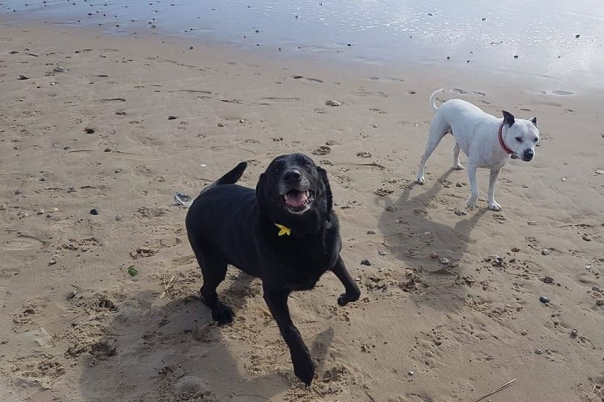 Walking Buddies - Dog Walking & Sitting Service