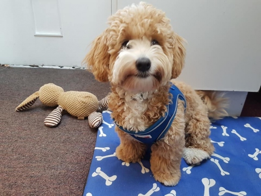 Walking Buddies - Dog Walking & Sitting Service