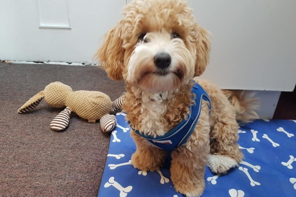 Walking Buddies - Dog Walking & Sitting Service