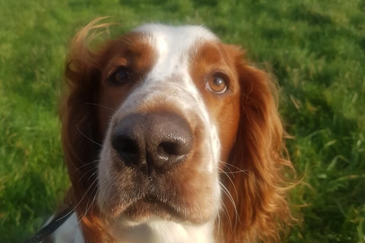 Walking Buddies - Dog Walking & Sitting Service