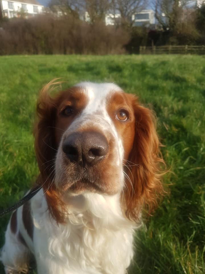 Walking Buddies - Dog Walking & Sitting Service