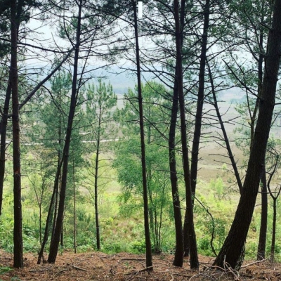 St Catherine's Hill Christchurch