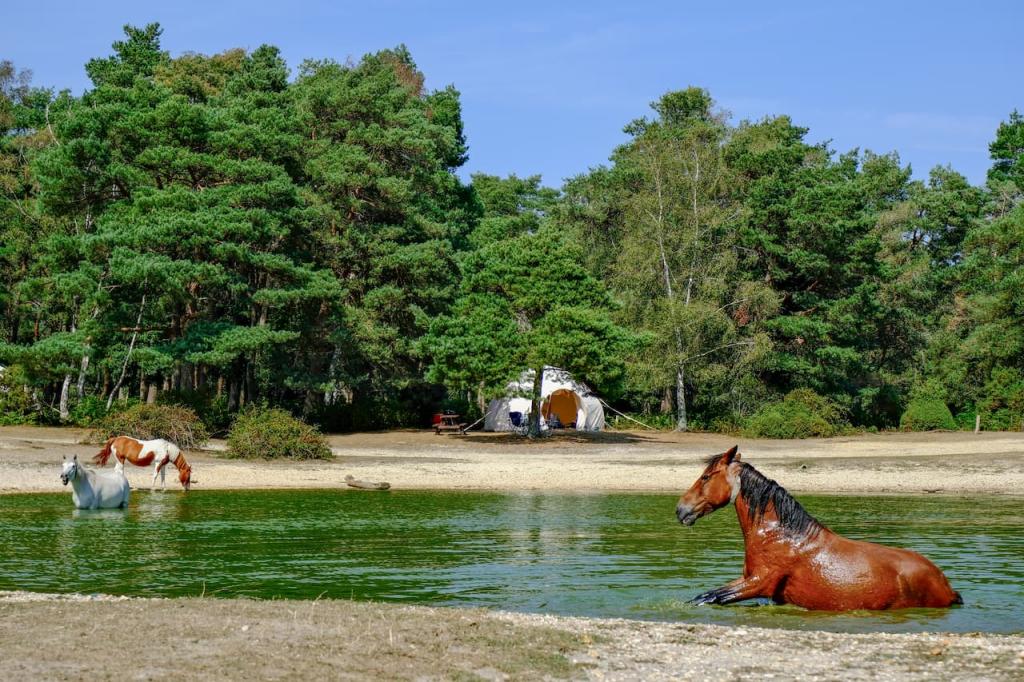 Top Campsites in Christchurch