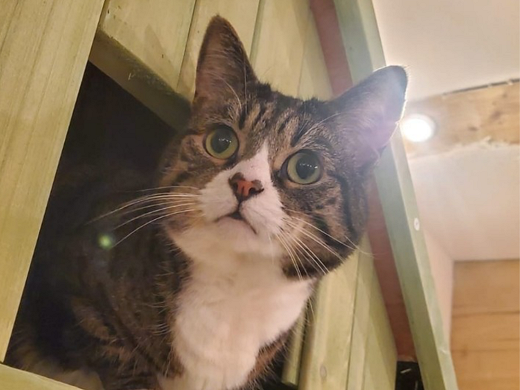 Lifestyle Loves Pause Cat Café in Bournemouth